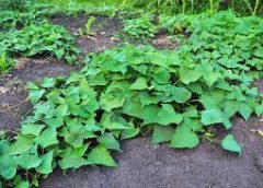 Sweet Potato Plant