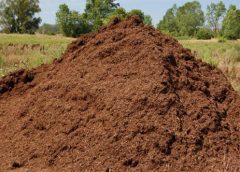 cow and dung color