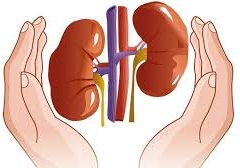 kidneys health