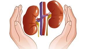 kidneys health