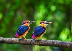 mahananda and bird