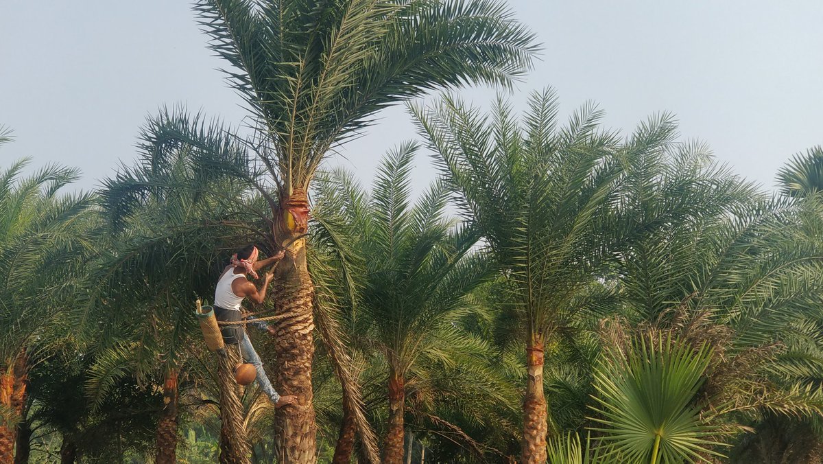 nolen gur and sweets