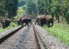 north bengal and forest