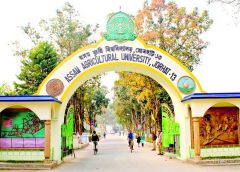 AA University