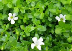 Brahmi