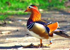 Mandarin Duck