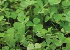 Marsilea