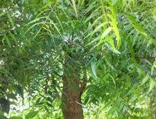 Neem Leaves