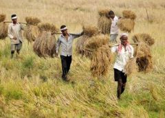 Paddy Harvesting