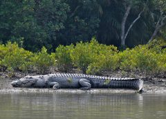SUNDARBAN AND CROCODILE