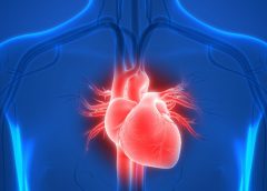 human and heart