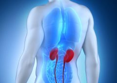 kidney and doctor