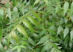 neem and health