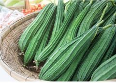 ridge gourd vegitable