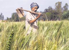 Farmer-5