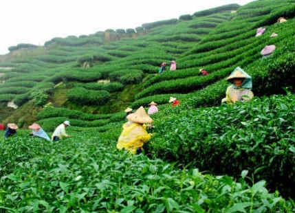 Tea Garden