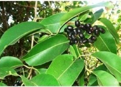 jam and tree