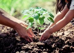 planting and weather