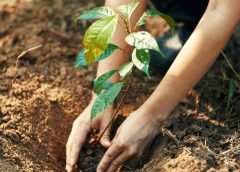 Tree Plant-1