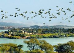 Wetland Conservation-1