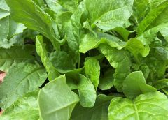 palong and vegitable