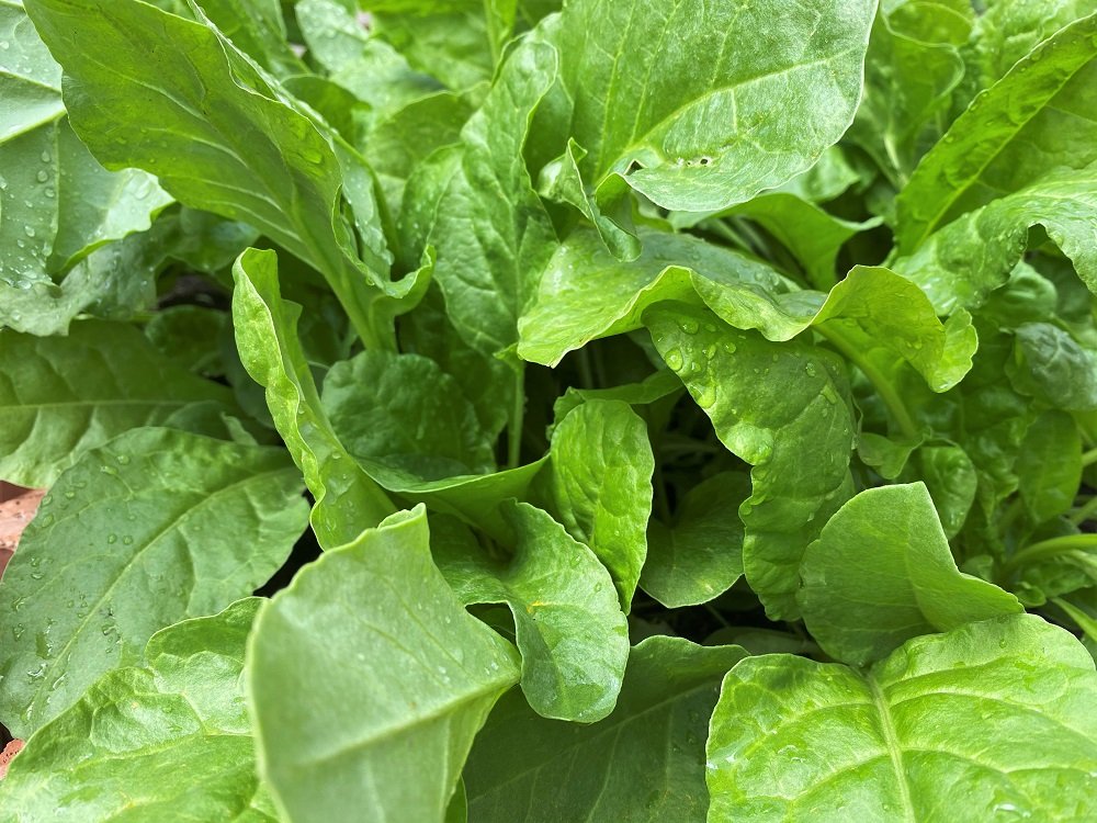 palong and vegitable