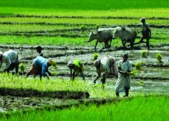 Farmer-1