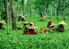 Tea Garden-1