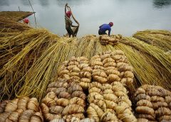 Jute Corporation of India
