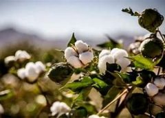 Cotton Corp. of India