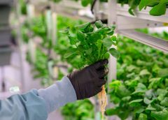 hydroponic farming