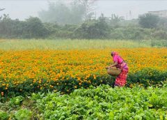 flower cultivation