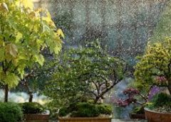Care of trees during the rainy season